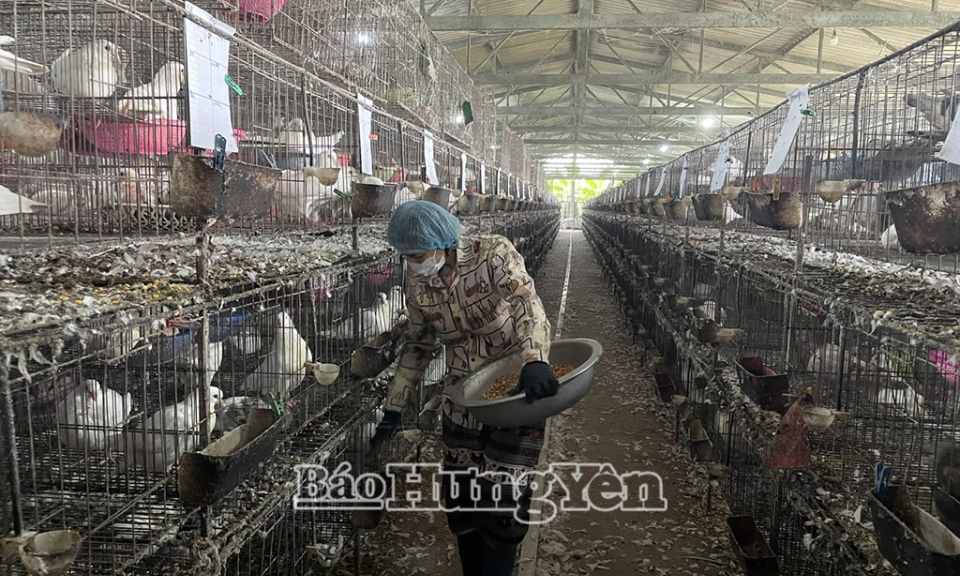 Hợp tác xã chăn nuôi và cung cấp chim bồ câu pháp Quang Tùng: Doanh thu 6 tháng đầu năm đạt gần 7 tỷ đồng