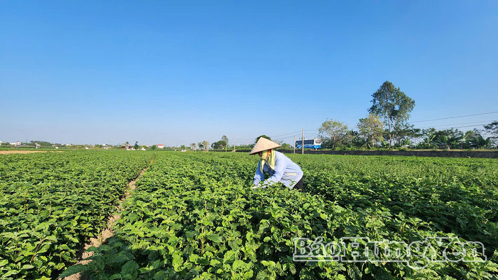 Nông dân xã Hưng Hà chăm sóc cây ngưu tất liên kết với HTX DVNN Thống Nhất.