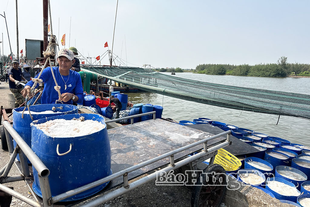 Ngư dân thôn Quang Thịnh khai thác tép biển.