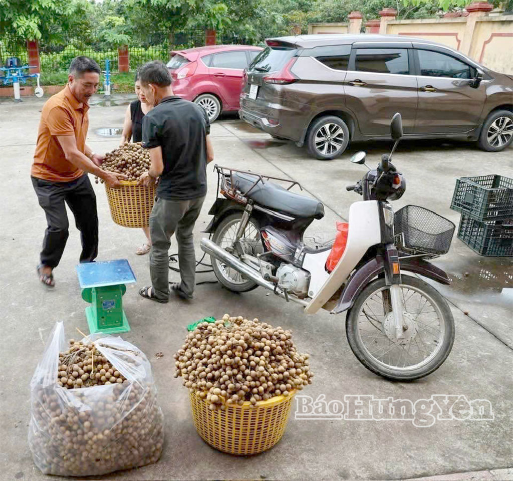 Thu mua nhãn quả tươi cho các hộ trồng nhãn tại xã Tân Hưng và các địa phương lân cận.