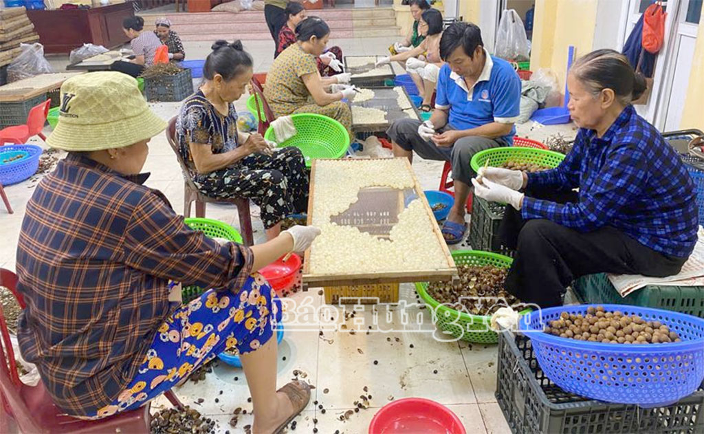 Mỗi ngày có từ 25 – 30 lao động tham gia, sản lượng nhãn xoáy đạt khoảng 1 tấn/ngày.