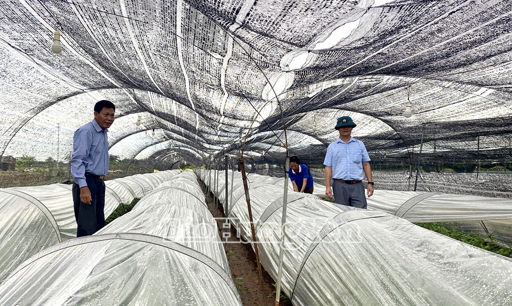 Mô hình sản xuất hoa ứng dụng công nghệ của người dân thôn Tạ Hạ, xã Lương Bằng.