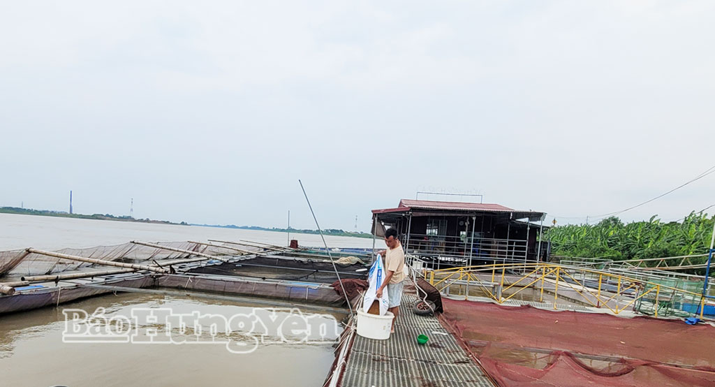 Lồng bè nuôi thủy sản trên sông Hồng của HTX thủy sản Yên Lệnh.