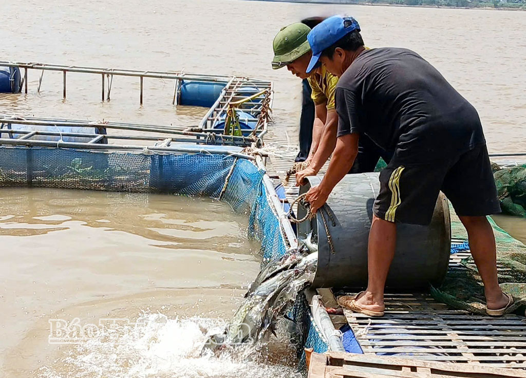Các hộ nuôi thủy sản lồng bè tại phường Sơn Nam đã liên kết để sản xuất, tiêu thụ hiệu quả.