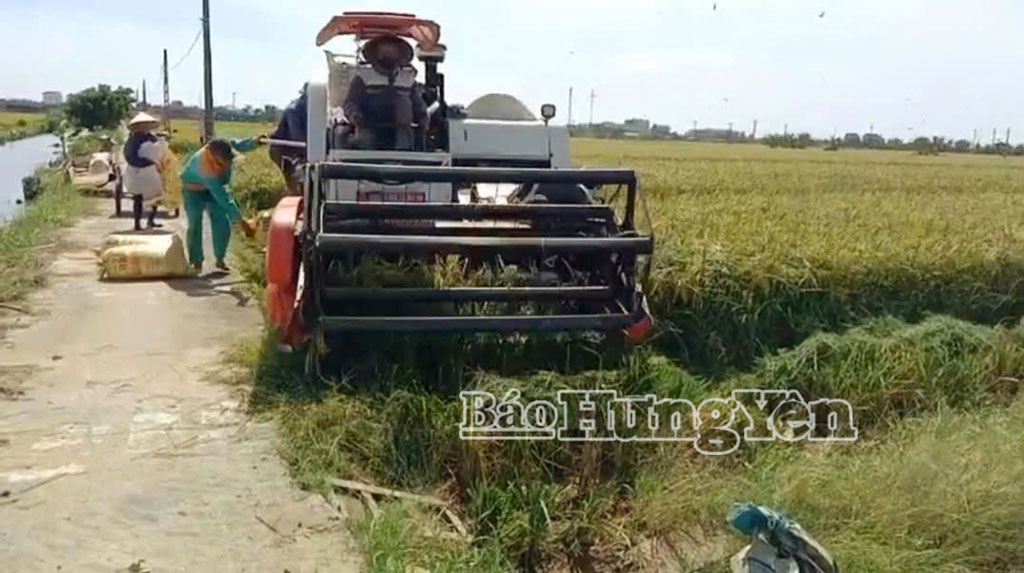 Gia đình bà Nguyễn Thị Liên, ở thôn An Cố Trung, xã Đông Thụy Anh khẩn trương thu hoạch lúa mùa trước bão số 9.