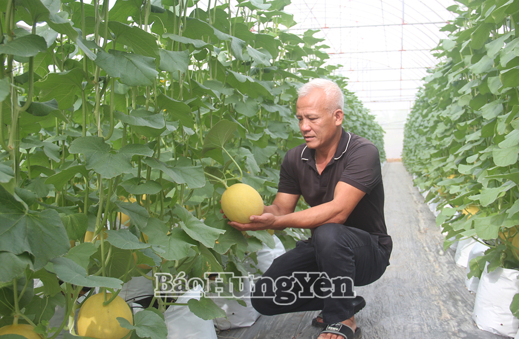 Ông Bùi Duy Phương, Giám đốc HTX Sản xuất cung ứng rau quả và cây dược liệu An Thịnh Phát, xã Tống Trân kiểm tra sinh trưởng, phát triển của dưa lưới.