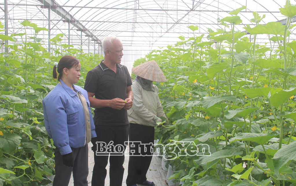 HTX Sản xuất cung ứng rau quả và cây dược liệu An Thịnh Phát do ông Phương dẫn dắt tạo việc làm ổn định cho 10 lao động với thu nhập từ 5 – 9 triệu đồng/người/tháng.