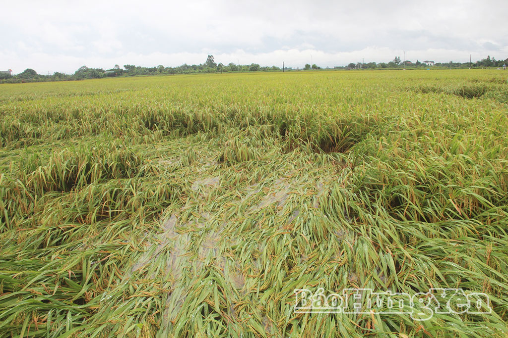 870 ha lúa bị đổ đang trong giai đoạn vào mẩy, chín sữa.