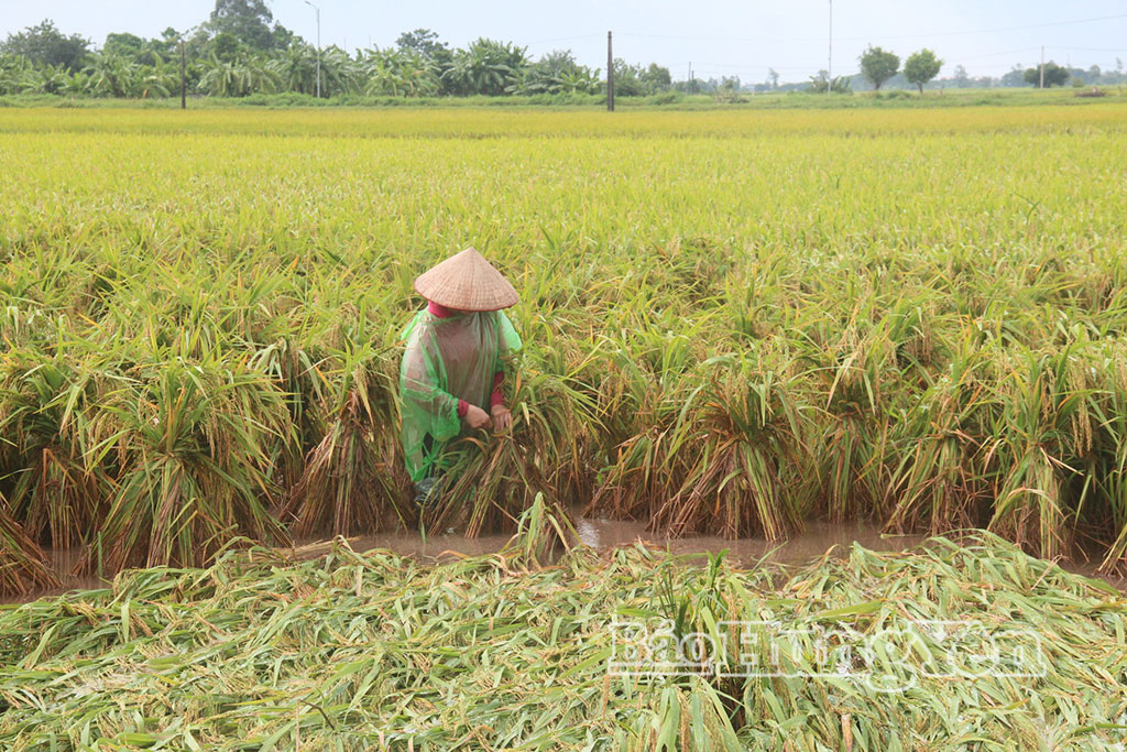 Nông dân phường Vũ Phúc buộc, dựng lúa bị đổ do mưa, gió lớn.