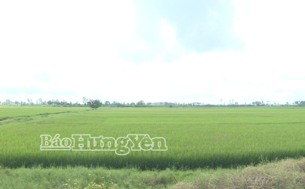 Khu ruộng của ông Đặng Quang Trung đã đổi cho các hộ khác trong thôn.