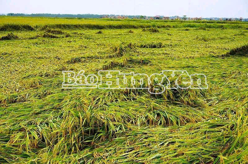 Bão số 10 làm nhiều diện tích lúa bị đổ.