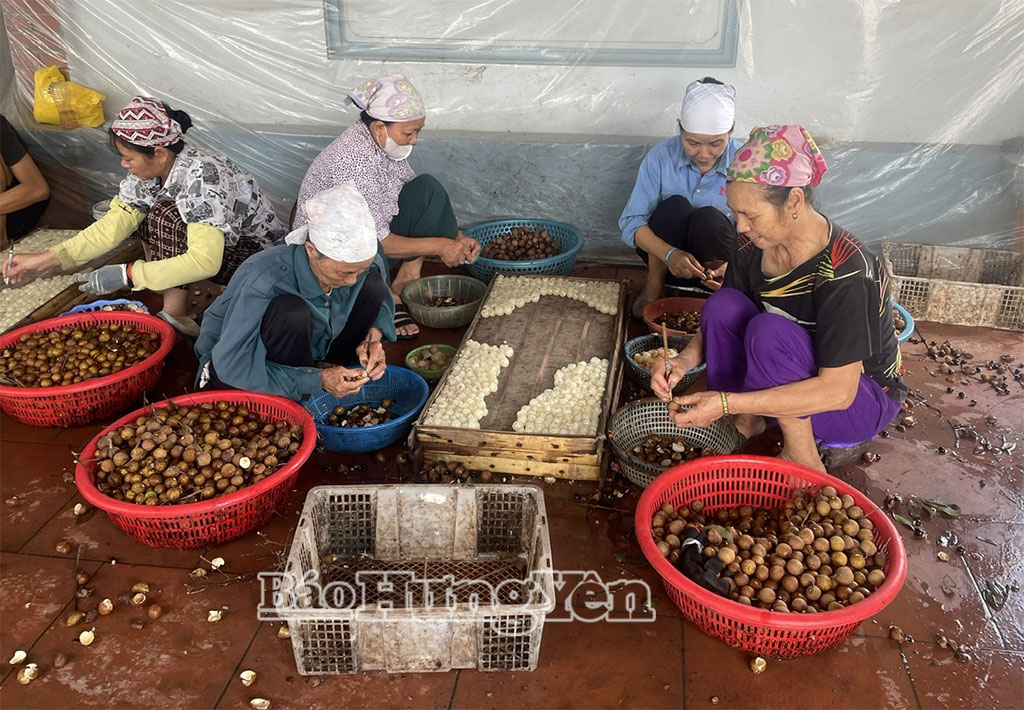 Nghề chế biến long nhãn ở xã Tiên Lữ.