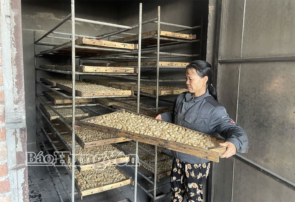 Gia đình bà Nguyễn Thị Tuyết, ở xã Tiên Lữ, phát triển kinh tế từ nghề chế biến long nhãn.