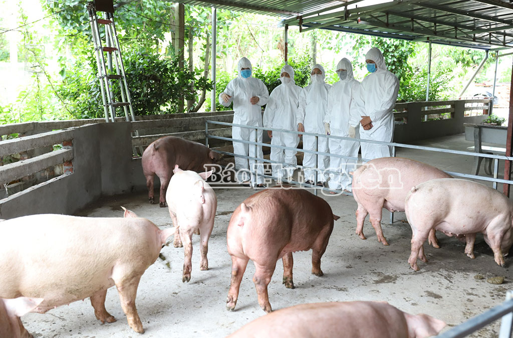 Các đại biểu tham quan mô hình “Ứng dụng khoa học, công nghệ vào nuôi lợn thương phẩm an toàn sinh học” tại HTX Khải Phong.