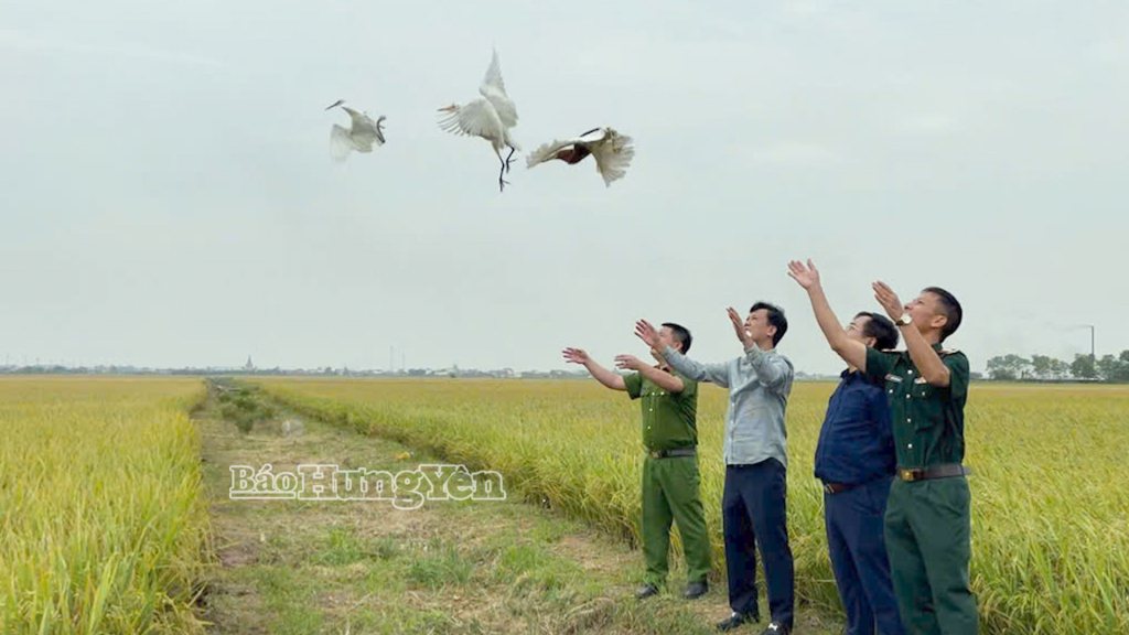 Toàn bộ số cá thể cò, vạc, diệc được đoàn tái thả về tự nhiên.