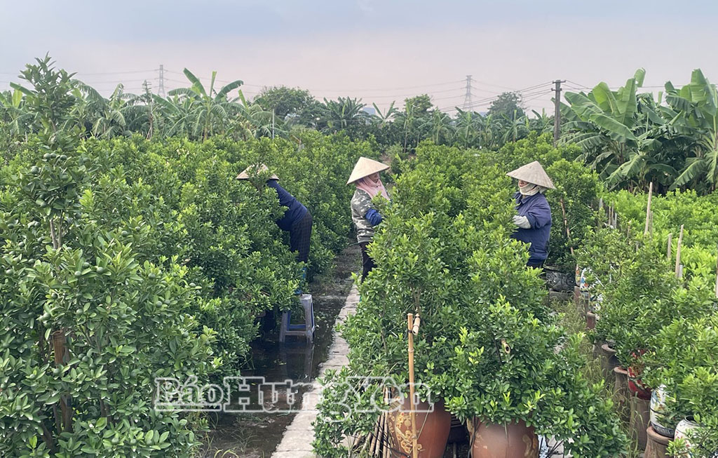 Người dân xã Hoàn Long chăm sóc cây quất cảnh phục vụ thị trường cuối năm.