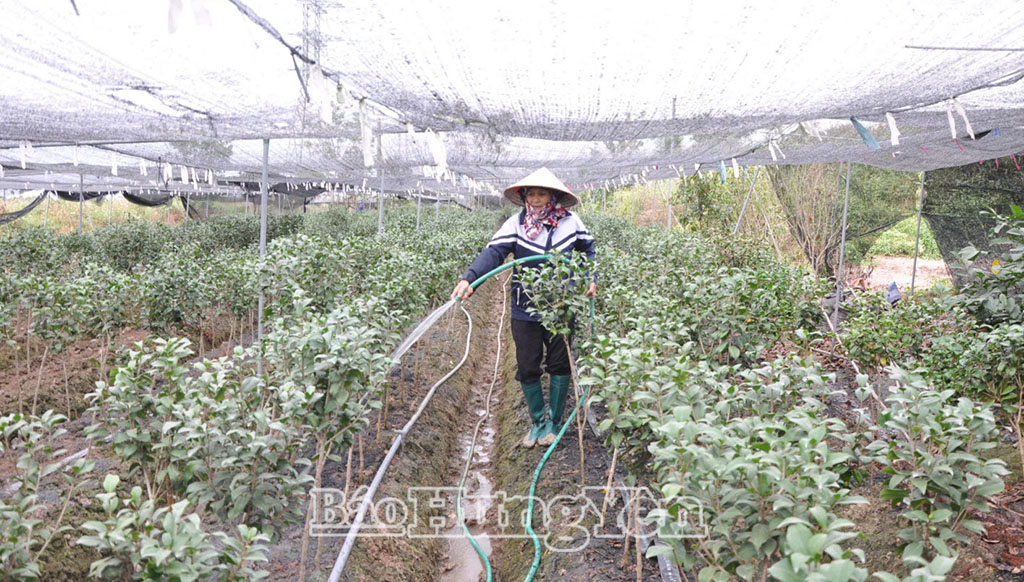 Nông dân xã Hoàn Long chăm sóc cây hoa trà.