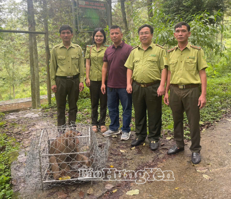 Chi cục Kiểm lâm tỉnh bàn giao cá thể khỉ vàng cho Trung tâm Du lịch và Bảo tồn sinh vật Hoàng Liên.