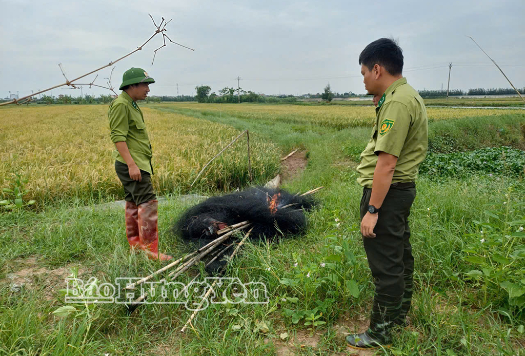 Lực lượng kiểm lâm tỉnh tiêu hủy lưới bẫy chim hoang dã tại xã Thái Ninh.