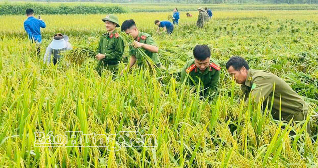 Cán bộ, chiến sĩ Công an tỉnh gặt lúa giúp dân. Ảnh tư liệu