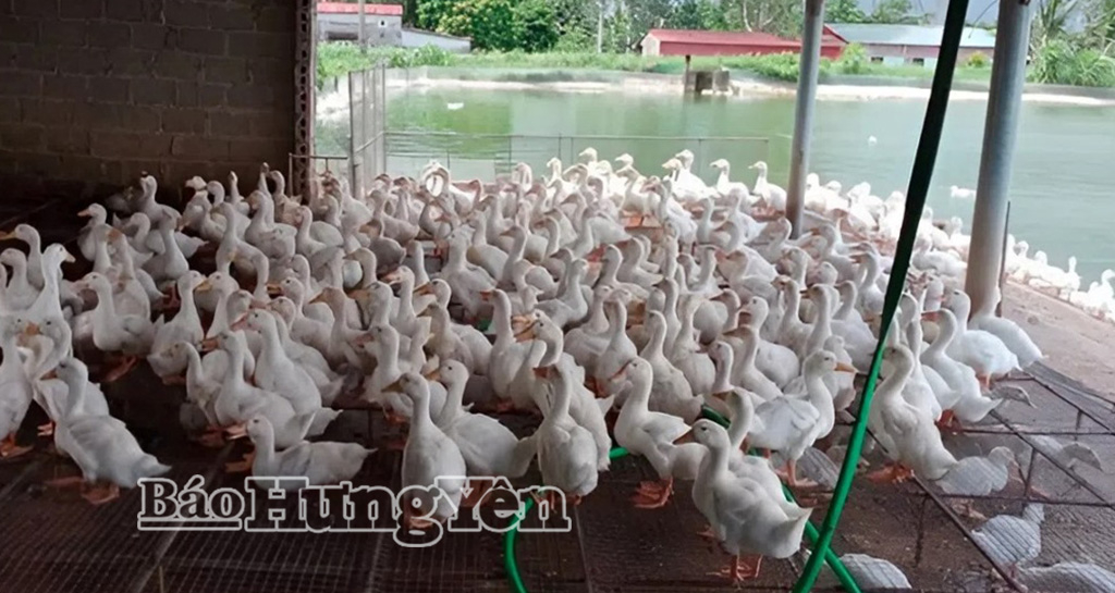 Nhờ thực hiện tốt việc tiêm vắc xin đàn vịt của gia đình ông Nguyễn Văn Thịnh  (xã Hồng Quang) phát triển ổn định.