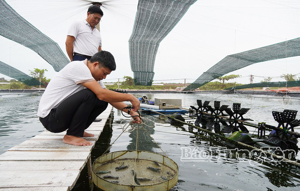 Mô hình nuôi tôm công nghệ cao ở xã Thái Ninh.