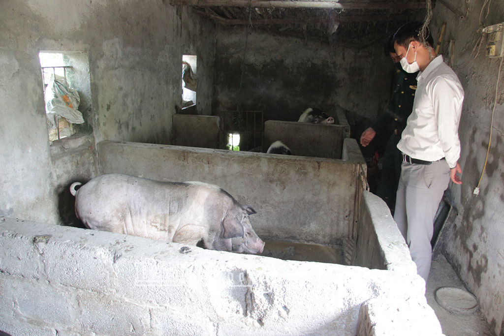 Nuôi lợn nái sinh sản của hộ dân ở xã Đồng Châu.