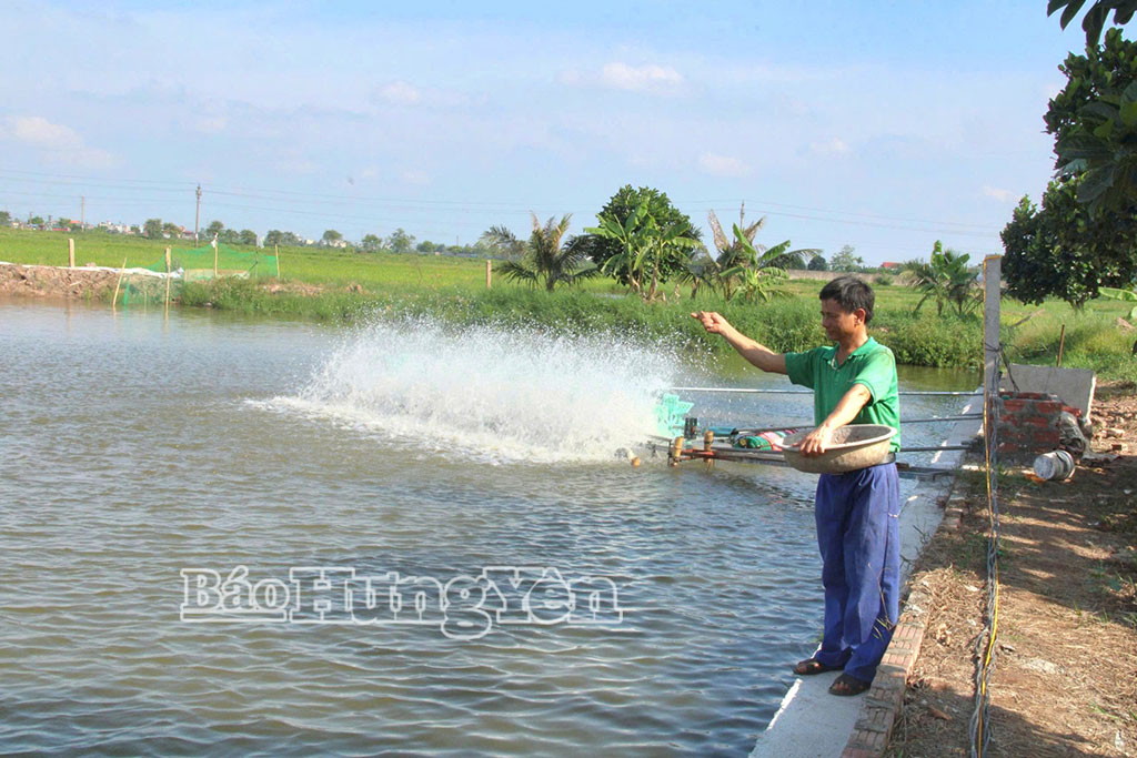 Anh Đặng Tất Tuân nuôi tôm thẻ chân trắng trong ao nước ngọt.