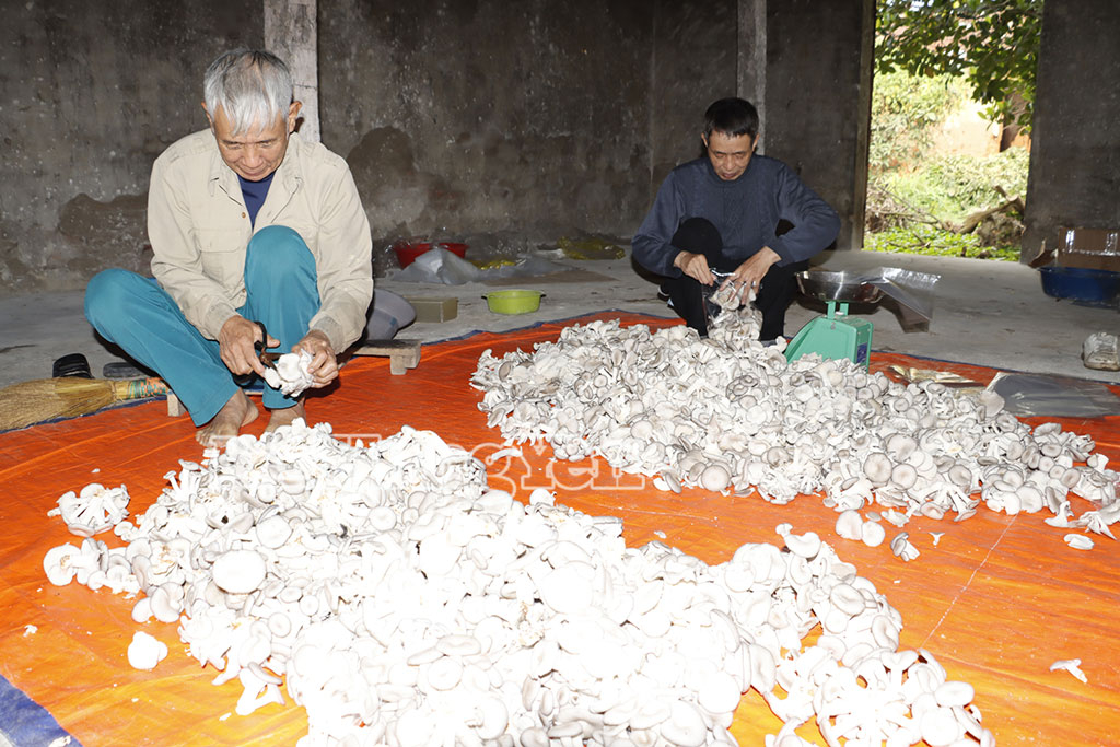 Ông Vũ Thanh Hải thu hoạch nấm sò.