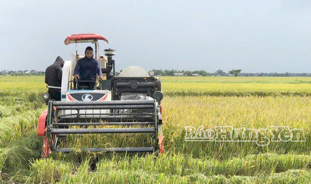 Nông dân xã Tiên Hoa thu hoạch lúa mùa.