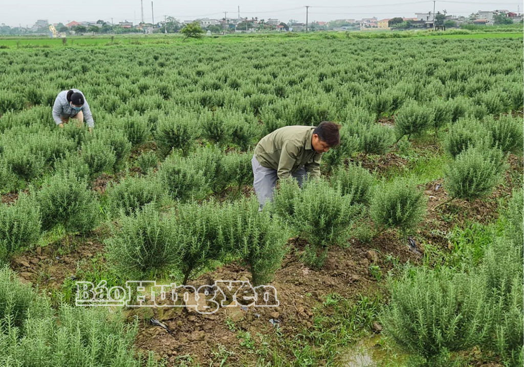 Vùng trồng cây dược liệu của Hợp tác xã Hoàng Minh.