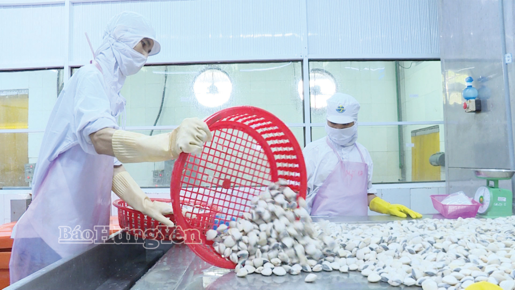 Chế biến ngao xuất khẩu tại Công ty TNHH Nghêu Thái Bình.