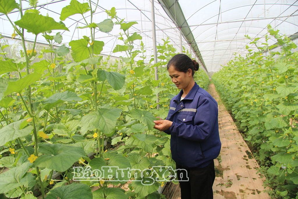 Chị Trần Thị Xuân, thôn Tân Hòa, xã Long Hưng chăm sóc dưa lưới trong nhà kính.