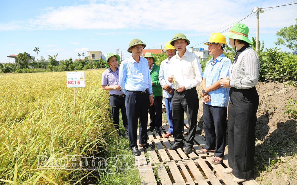 Đồng chí Nguyễn Hùng Nam, Phó Chủ tịch UBND tỉnh tham quan cánh đồng canh tác lúa giống, xã Phụ Dực.