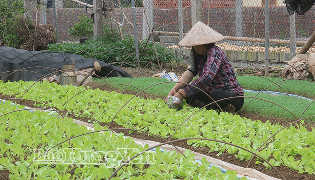 Vùng sản xuất rau giống xã Diên Hà vào vụ.