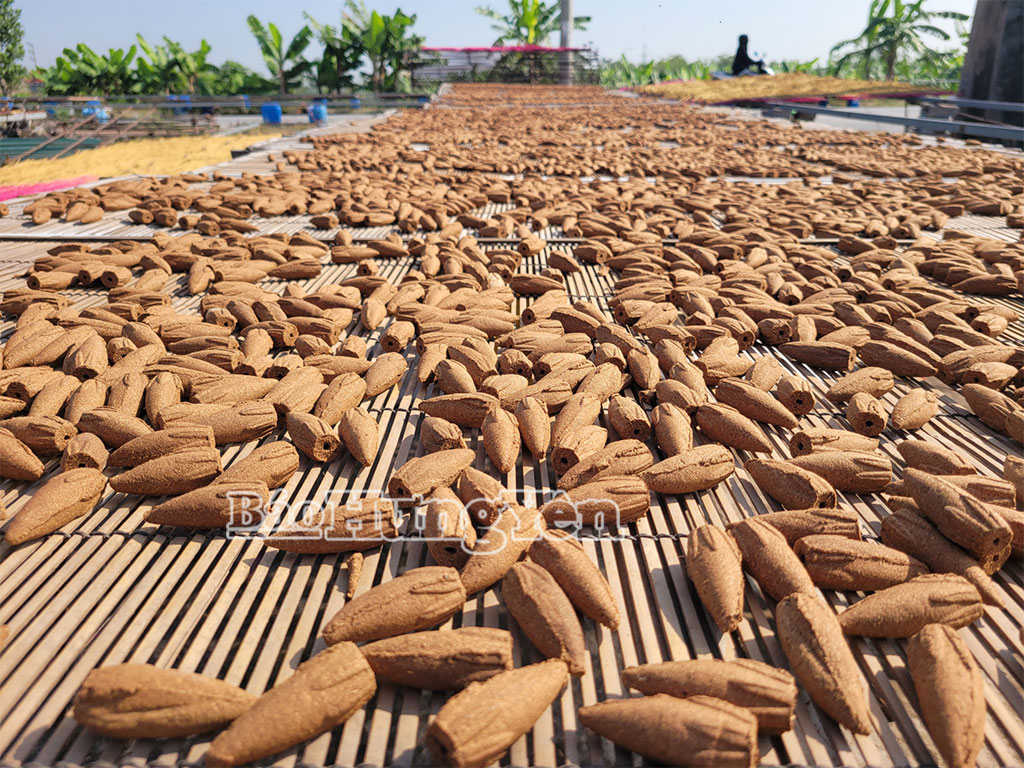Nụ hương trầm - sản phẩm được thị trường ưa chuộng mỗi khi vào mùa Đông - Xuân.