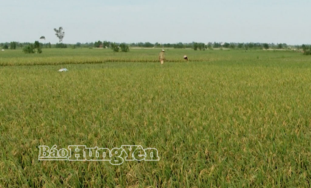 Vùng trồng lúa hữu cơ tại xã Bắc Thụy Anh kết hợp với khai thác rươi tự nhiên.