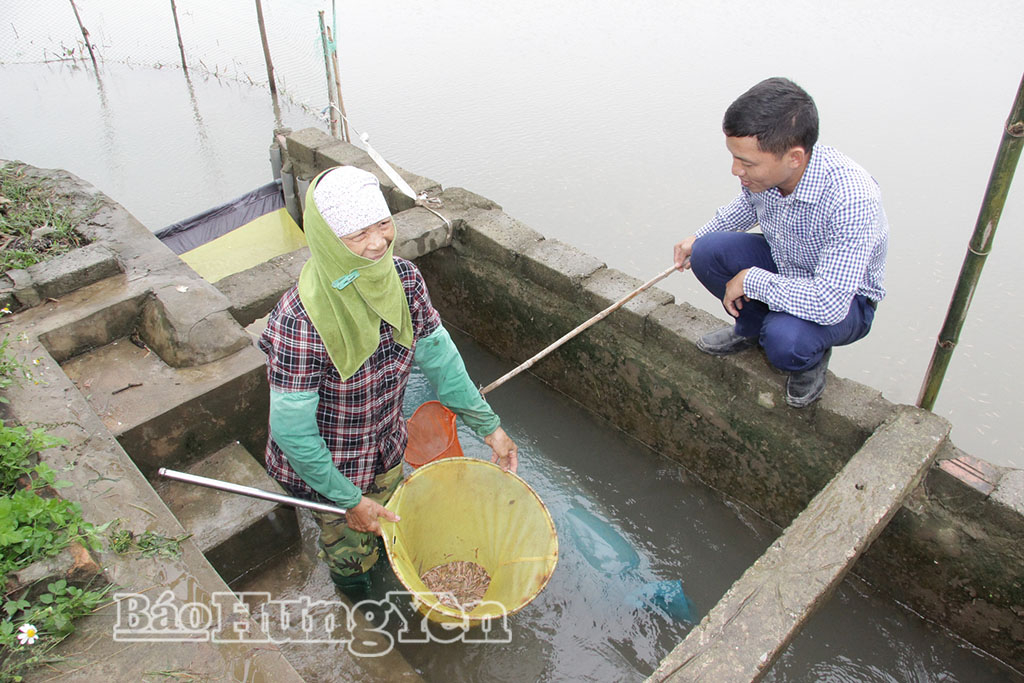 Hộ dân xã Bắc Thụy Anh khai thác rươi tự nhiên.