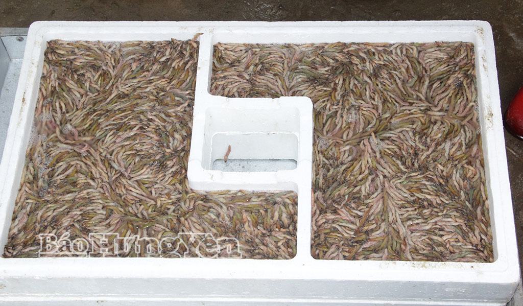 Rươi được thu hoạch tự nhiên.