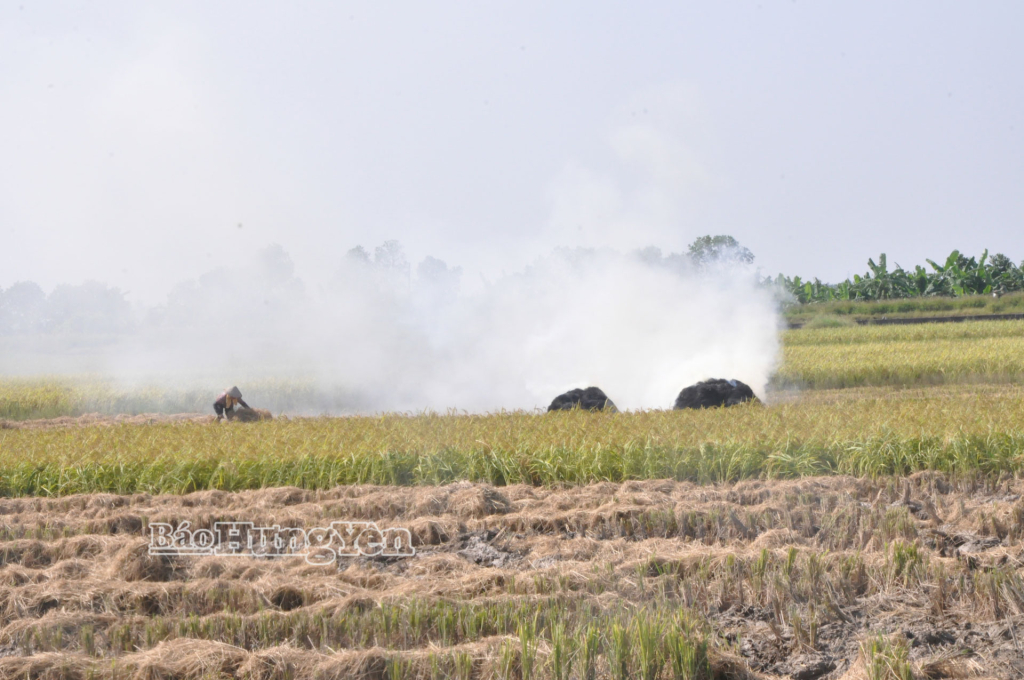Sau khi thu hoạch lúa, rơm được phơi khô và đốt ngay trên ruộng gây nhiều tác hại cho môi trường tự nhiên và ảnh hưởng tới sức khỏe người dân.