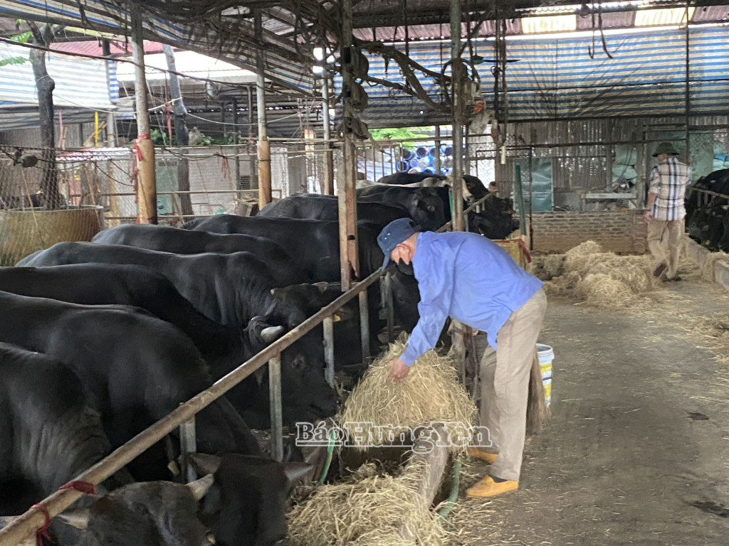 Sử dụng rơm khô làm thức ăn cho bò tại xã Yên Mỹ.