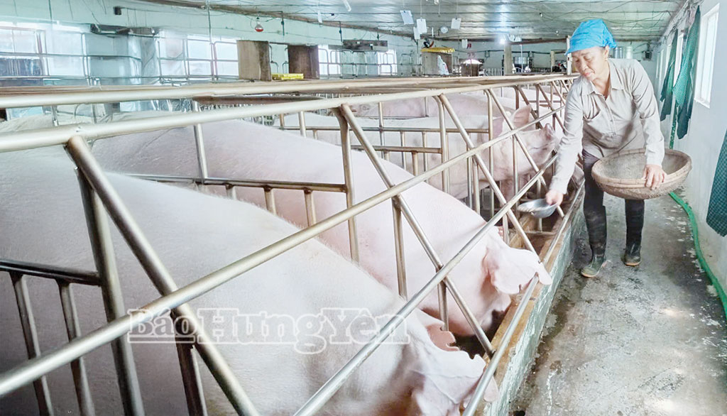 Mô hình nuôi l Mô hình nuôi lợn của chị Nguyễn Thị Dư, thôn Đ a chị Nguyễn Thị Dư, thôn Đại Duy.