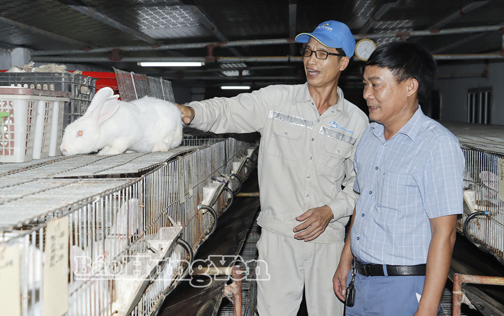 Mô hình nuôi thỏ thương phẩm của anh Phạm Văn Hóa, thôn Hoành Từ.