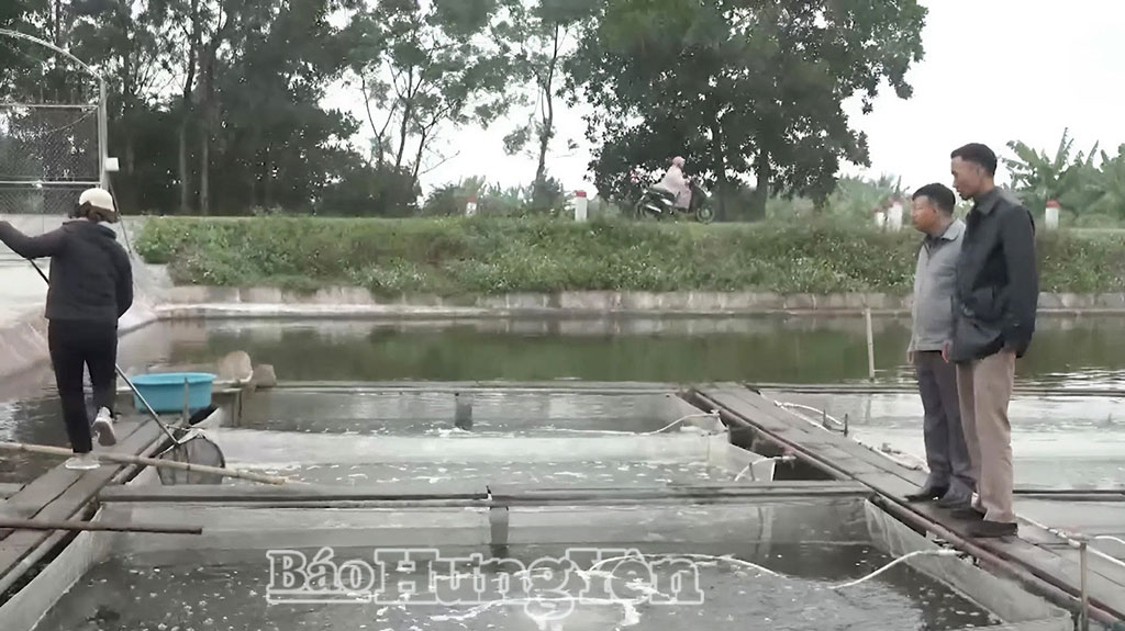 Nâng mực nước ao là một trong những giải pháp chống rét cho diện tích nuôi cá Vược của bà Phạm Thị Hồng ở xã Thái Thụy.