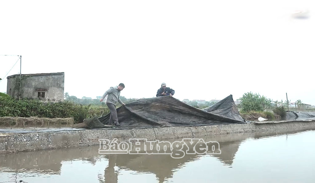 Nhiều hộ dân xã Thái Thụy chủ động phòng chống rét bằng cách căng bạt chống gió lùa khu nuôi thủy sản.