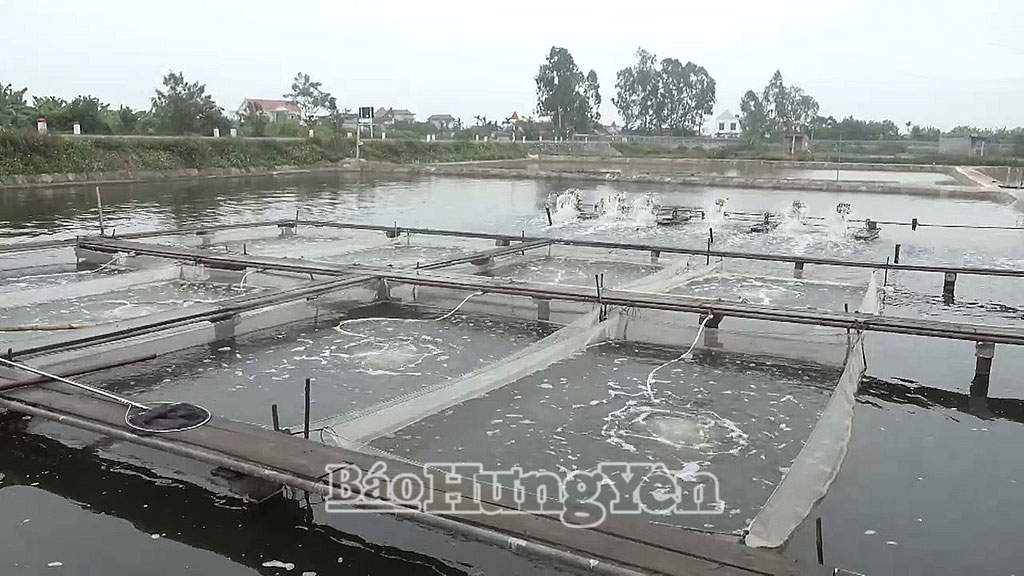 Vùng nuôi thủy sản tại xã Thái Thụy.