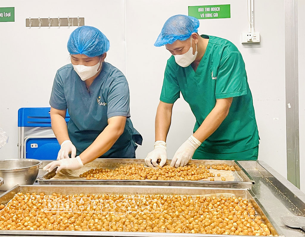 Sản xuất long nhãn tại Công ty TNHH Vinagri Việt Nam (xã Tiên Hoa).