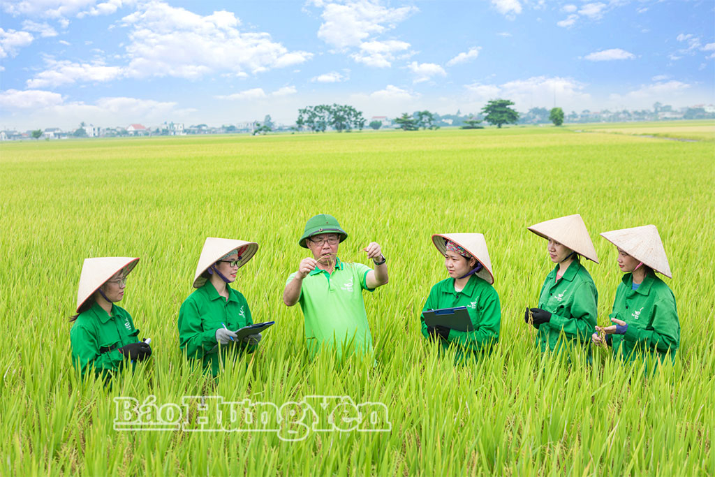 Sản xuất lúa TBR39 của Công ty CP Tập đoàn Tập đoàn ThaiBinh Seed.
