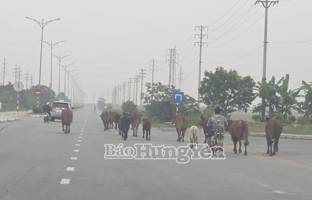 Nguy cơ mất an to&agrave;n giao th&ocirc;ng bởi thả r&ocirc;ng tr&acirc;u, b&ograve; tr&ecirc;n đường