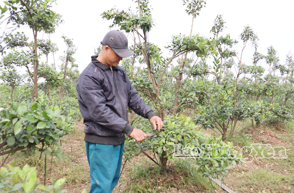  Mô hình trồng quất cảnh của hội viên nông dân Vương Văn Đông, phường Sơn Nam.
